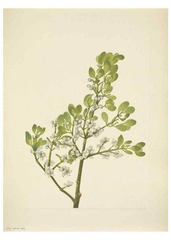 Reproducción/Reproduction 46004642255: North American wild flowers. Washington, D.C. :Smithsonian Institution,1925.. 