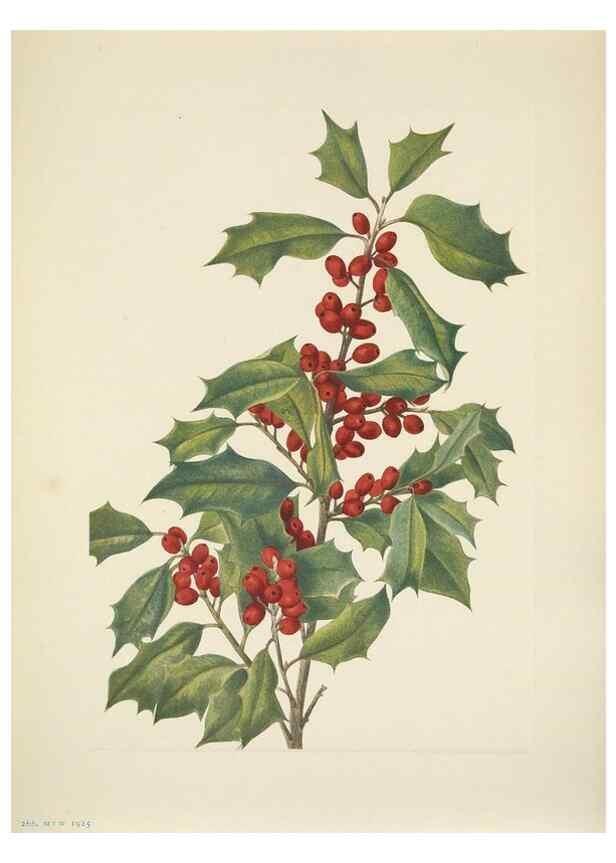 Reproducción/Reproduction 46919010261: North American wild flowers. Washington, D.C. :Smithsonian Institution,1925.. 