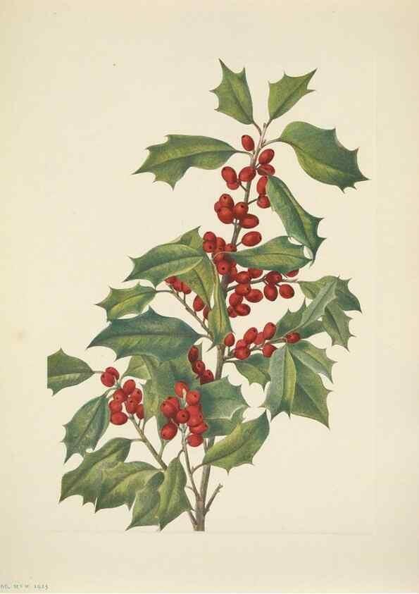 Reproducción/Reproduction 46919010261: North American wild flowers. Washington, D.C. :Smithsonian Institution,1925.. 
