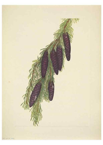 Reproducción/Reproduction 46004645275: North American wild flowers. Washington, D.C. :Smithsonian Institution,1925.. 