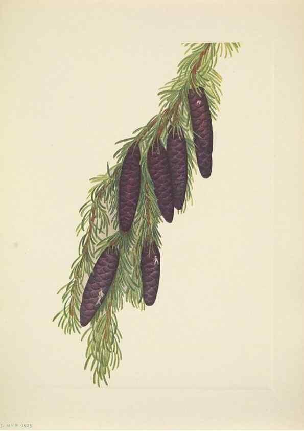 Reproducción/Reproduction 46004645275: North American wild flowers. Washington, D.C. :Smithsonian Institution,1925.. 