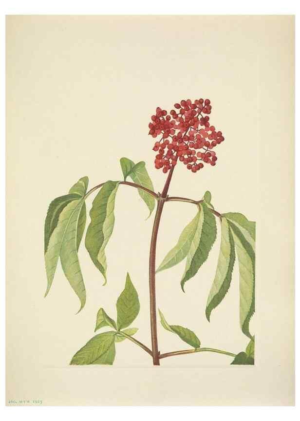 Reproducción/Reproduction 46919005051: North American wild flowers. Washington, D.C. :Smithsonian Institution,1925.. 
