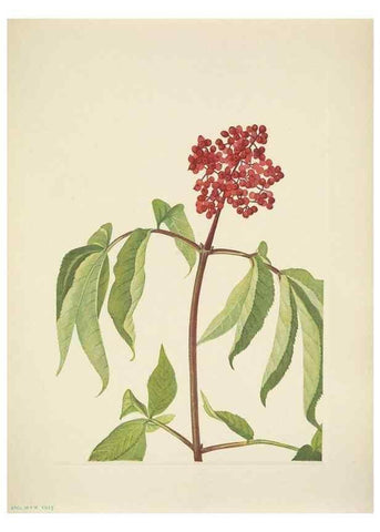 Reproducción/Reproduction 46919005051: North American wild flowers. Washington, D.C. :Smithsonian Institution,1925.. 