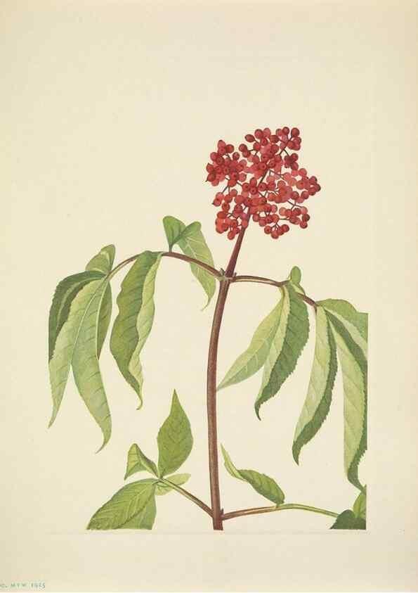 Reproducción/Reproduction 46919005051: North American wild flowers. Washington, D.C. :Smithsonian Institution,1925.. 