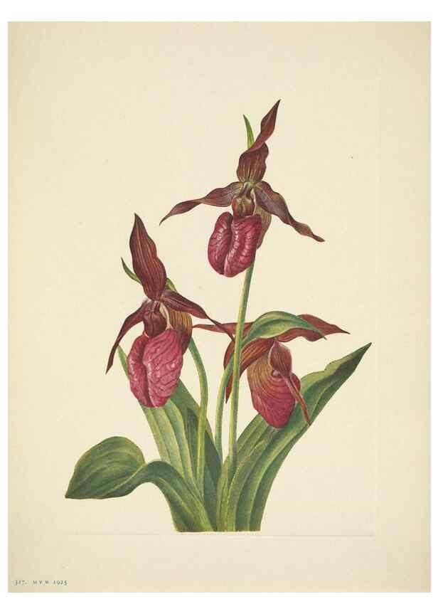Reproducción/Reproduction 46919161131: North American wild flowers. Washington, D.C. :Smithsonian Institution,1925.. 