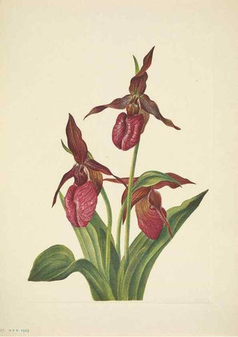 Reproducción/Reproduction 46919161131: North American wild flowers. Washington, D.C. :Smithsonian Institution,1925.. 