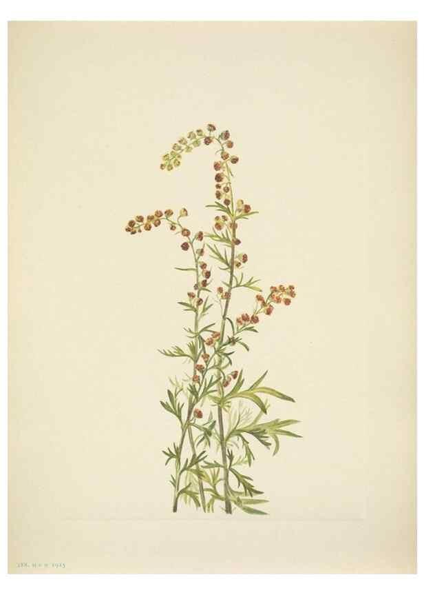 Reproducción/Reproduction 46866884002: North American wild flowers. Washington, D.C. :Smithsonian Institution,1925.. 