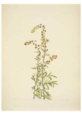 Reproducción/Reproduction 46866884002: North American wild flowers. Washington, D.C. :Smithsonian Institution,1925.. 
