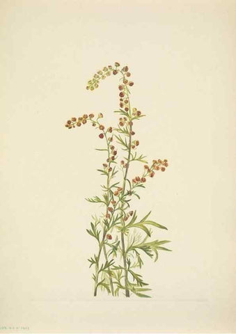Reproducción/Reproduction 46866884002: North American wild flowers. Washington, D.C. :Smithsonian Institution,1925.. 