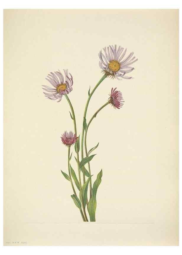 Reproducción/Reproduction 39954264933: North American wild flowers. Washington, D.C. :Smithsonian Institution,1925.. 