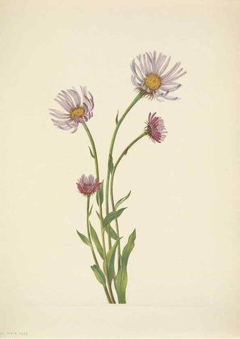 Reproducción/Reproduction 39954264933: North American wild flowers. Washington, D.C. :Smithsonian Institution,1925.. 
