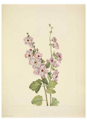 Reproducción/Reproduction 46004676335: North American wild flowers. Washington, D.C. :Smithsonian Institution,1925.. 