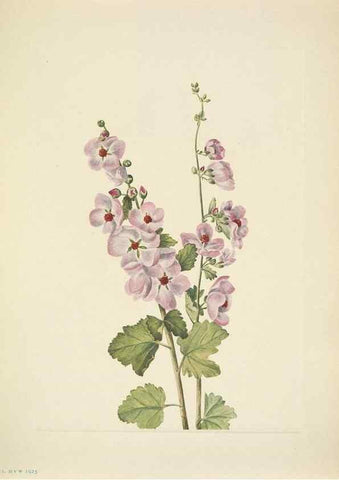 Reproducción/Reproduction 46004676335: North American wild flowers. Washington, D.C. :Smithsonian Institution,1925.. 