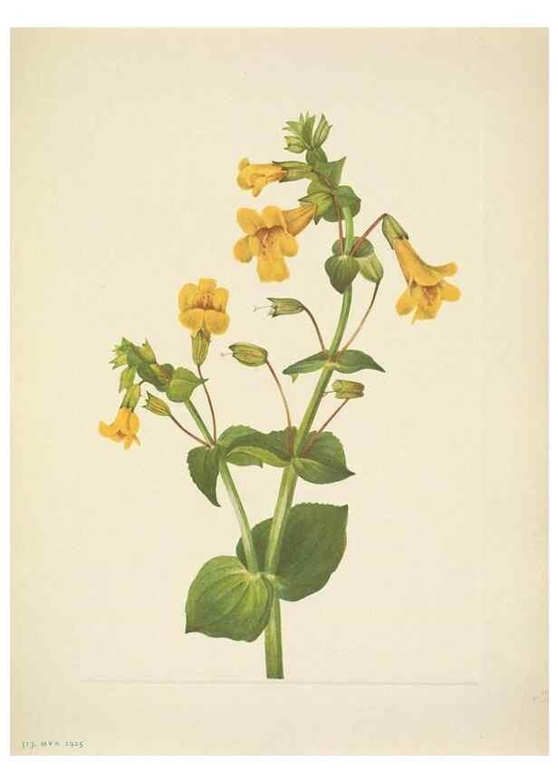 Reproducción/Reproduction 46004678655: North American wild flowers. Washington, D.C. :Smithsonian Institution,1925.. 