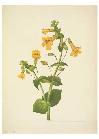 Reproducción/Reproduction 46004678655: North American wild flowers. Washington, D.C. :Smithsonian Institution,1925.. 