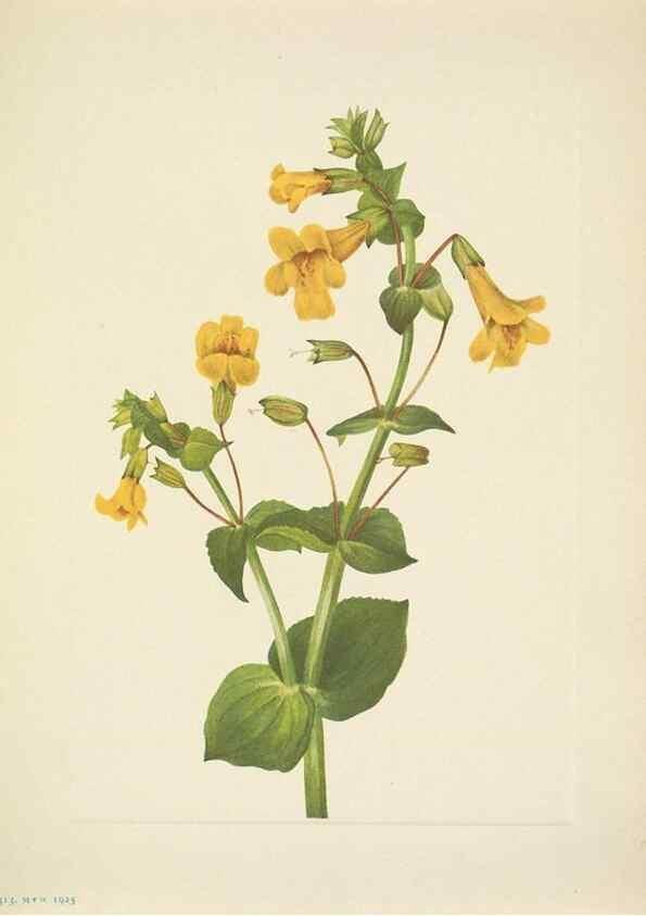 Reproducción/Reproduction 46004678655: North American wild flowers. Washington, D.C. :Smithsonian Institution,1925.. 
