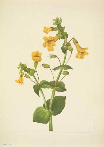 Reproducción/Reproduction 46004678655: North American wild flowers. Washington, D.C. :Smithsonian Institution,1925.. 