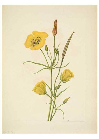 Reproducción/Reproduction 46004679725: North American wild flowers. Washington, D.C. :Smithsonian Institution,1925.. 