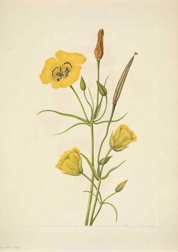 Reproducción/Reproduction 46004679725: North American wild flowers. Washington, D.C. :Smithsonian Institution,1925.. 