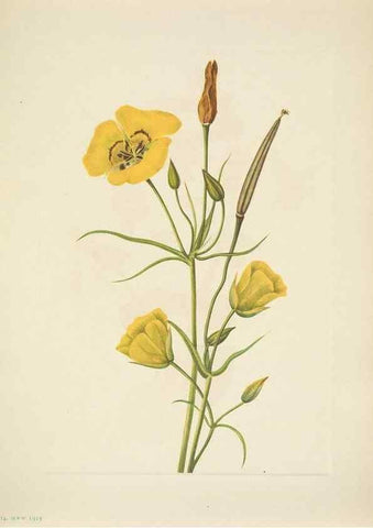 Reproducción/Reproduction 46004679725: North American wild flowers. Washington, D.C. :Smithsonian Institution,1925.. 