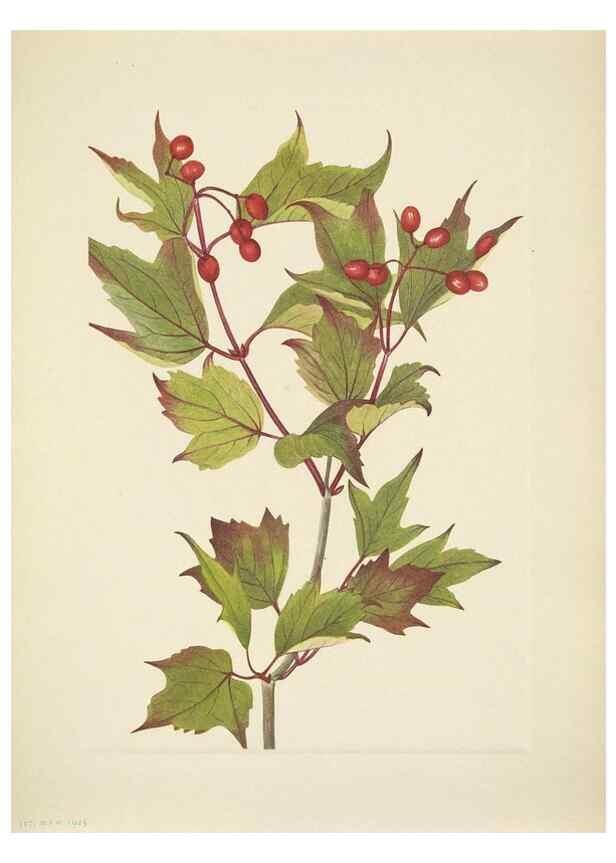 Reproducción/Reproduction 46866906442: North American wild flowers. Washington, D.C. :Smithsonian Institution,1925.. 
