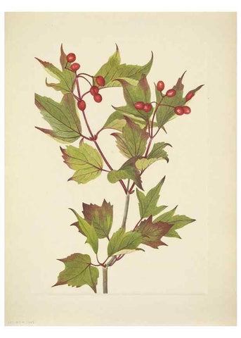 Reproducción/Reproduction 46866906442: North American wild flowers. Washington, D.C. :Smithsonian Institution,1925.. 