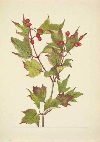 Reproducción/Reproduction 46866906442: North American wild flowers. Washington, D.C. :Smithsonian Institution,1925.. 