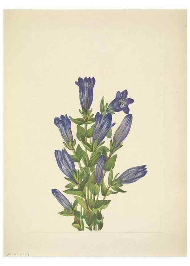 Reproducción/Reproduction 33043706478: North American wild flowers. Washington, D.C. :Smithsonian Institution,1925.. 