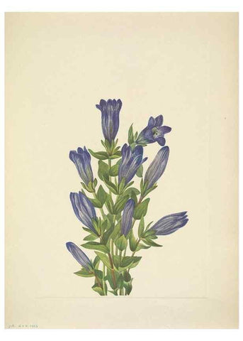 Reproducción/Reproduction 33043706478: North American wild flowers. Washington, D.C. :Smithsonian Institution,1925.. 