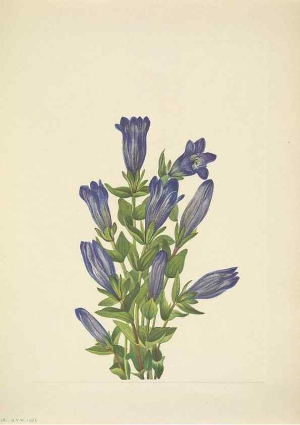 Reproducción/Reproduction 33043706478: North American wild flowers. Washington, D.C. :Smithsonian Institution,1925.. 