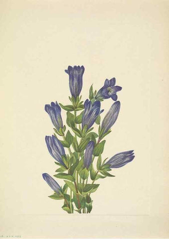 Reproducción/Reproduction 33043706478: North American wild flowers. Washington, D.C. :Smithsonian Institution,1925.. 