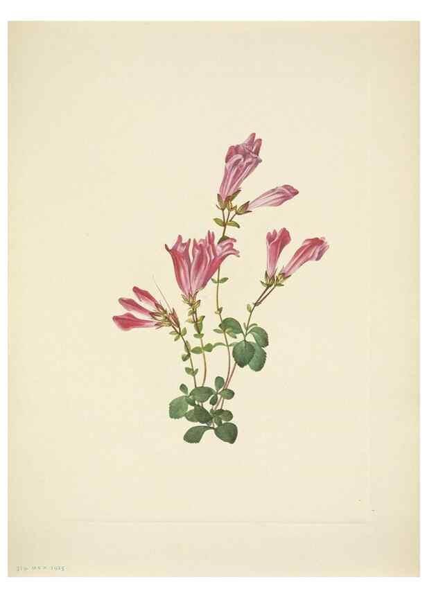 Reproducción/Reproduction 46919064301: North American wild flowers. Washington, D.C. :Smithsonian Institution,1925.. 