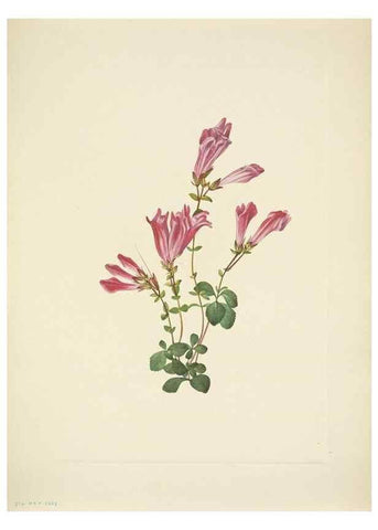 Reproducción/Reproduction 46919064301: North American wild flowers. Washington, D.C. :Smithsonian Institution,1925.. 