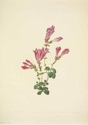Reproducción/Reproduction 46919064301: North American wild flowers. Washington, D.C. :Smithsonian Institution,1925.. 