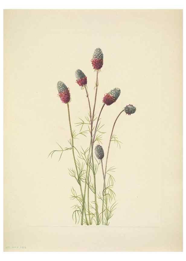 Reproducción/Reproduction 46004685515: North American wild flowers. Washington, D.C. :Smithsonian Institution,1925.. 