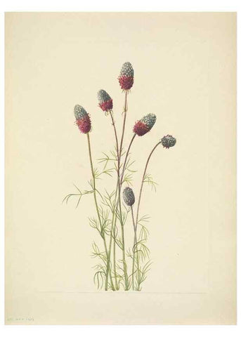 Reproducción/Reproduction 46004685515: North American wild flowers. Washington, D.C. :Smithsonian Institution,1925.. 