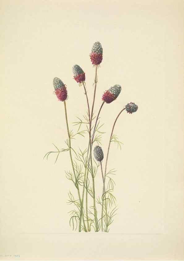 Reproducción/Reproduction 46004685515: North American wild flowers. Washington, D.C. :Smithsonian Institution,1925.. 