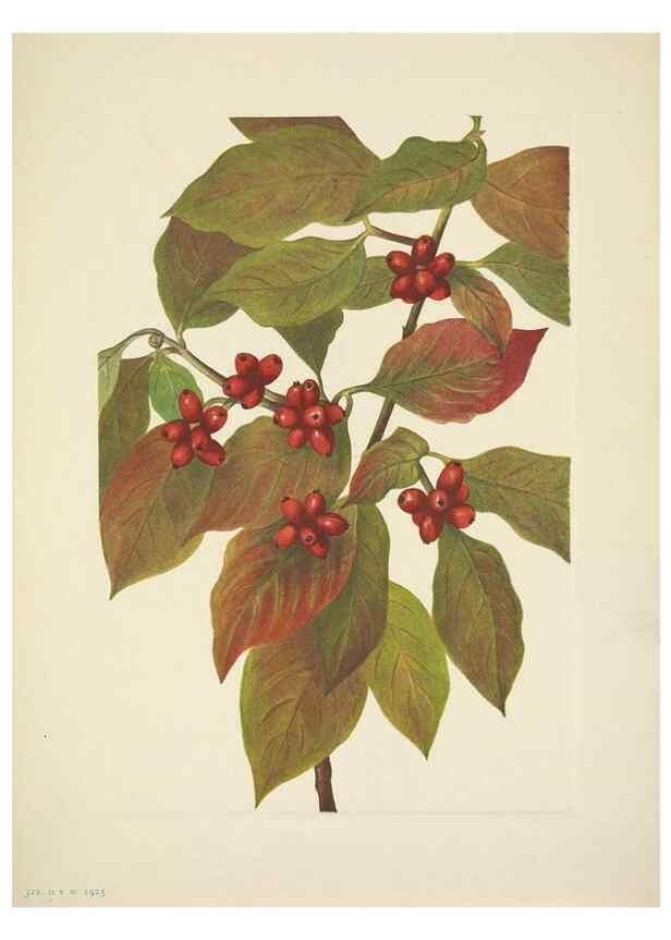 Reproducción/Reproduction 39954360173: North American wild flowers. Washington, D.C. :Smithsonian Institution,1925.. 