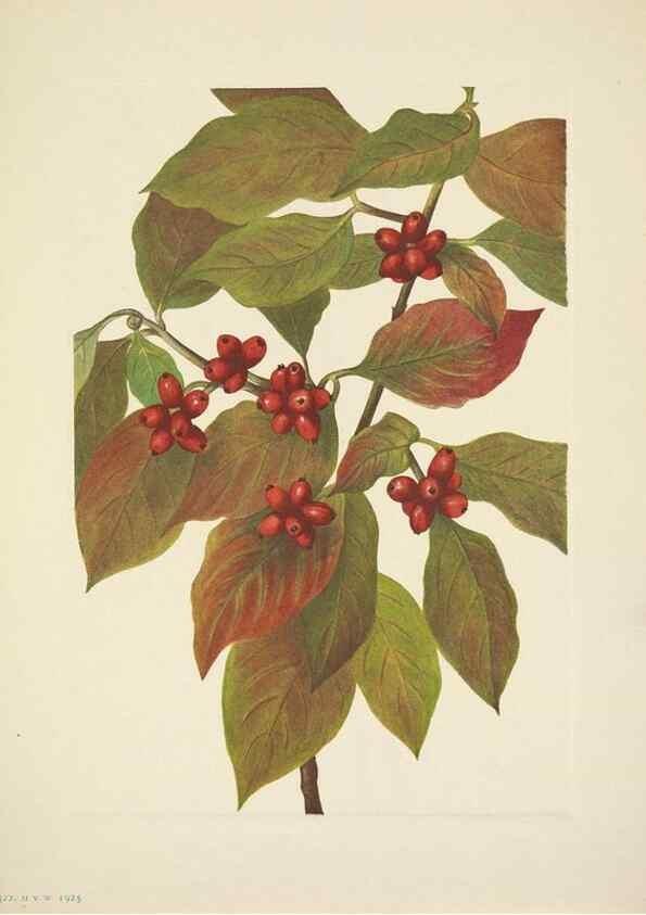 Reproducción/Reproduction 39954360173: North American wild flowers. Washington, D.C. :Smithsonian Institution,1925.. 