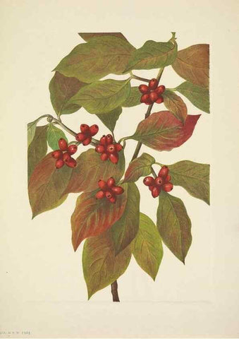 Reproducción/Reproduction 39954360173: North American wild flowers. Washington, D.C. :Smithsonian Institution,1925.. 
