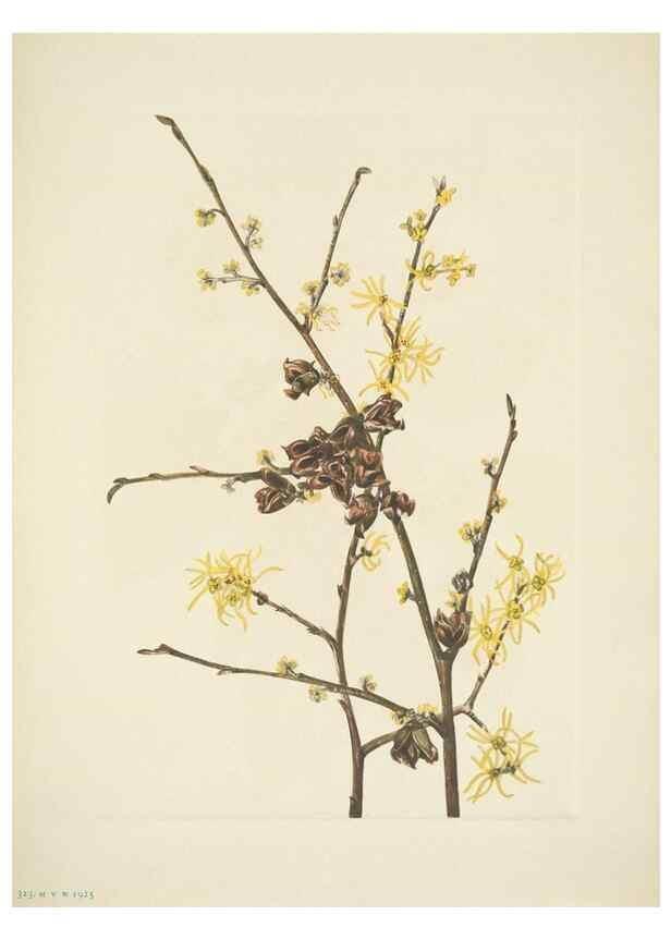 Reproducción/Reproduction 39954360773: North American wild flowers. Washington, D.C. :Smithsonian Institution,1925.. 
