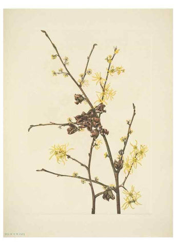 Reproducción/Reproduction 39954360773: North American wild flowers. Washington, D.C. :Smithsonian Institution,1925.. 