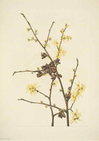 Reproducción/Reproduction 39954360773: North American wild flowers. Washington, D.C. :Smithsonian Institution,1925.. 