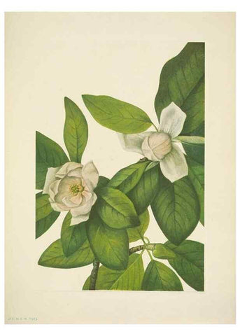 Reproducción/Reproduction 46004761615: North American wild flowers. Washington, D.C. :Smithsonian Institution,1925.. 