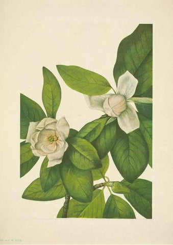 Reproducción/Reproduction 46004761615: North American wild flowers. Washington, D.C. :Smithsonian Institution,1925.. 