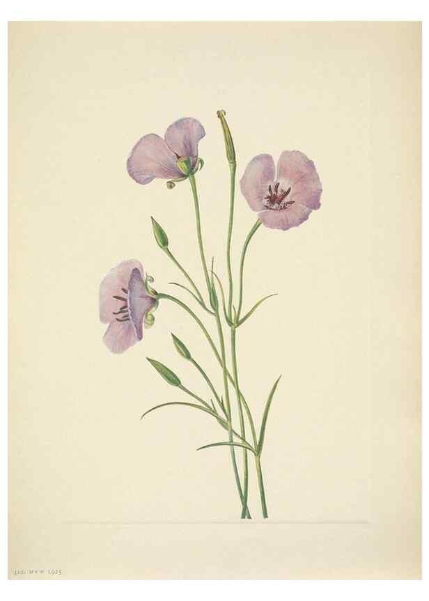 Reproducción/Reproduction 39954274173: North American wild flowers. Washington, D.C. :Smithsonian Institution,1925.. 