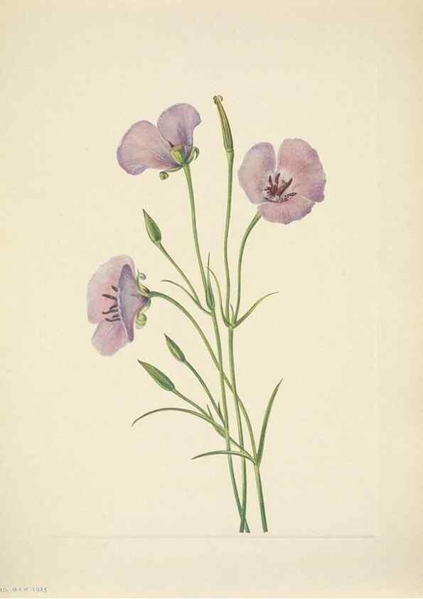 Reproducción/Reproduction 39954274173: North American wild flowers. Washington, D.C. :Smithsonian Institution,1925.. 