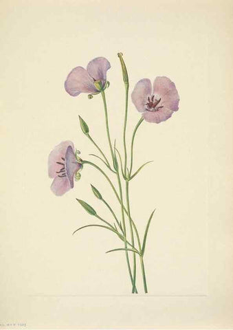 Reproducción/Reproduction 39954274173: North American wild flowers. Washington, D.C. :Smithsonian Institution,1925.. 