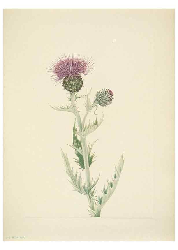 Reproducción/Reproduction 46004673935: North American wild flowers. Washington, D.C. :Smithsonian Institution,1925.. 