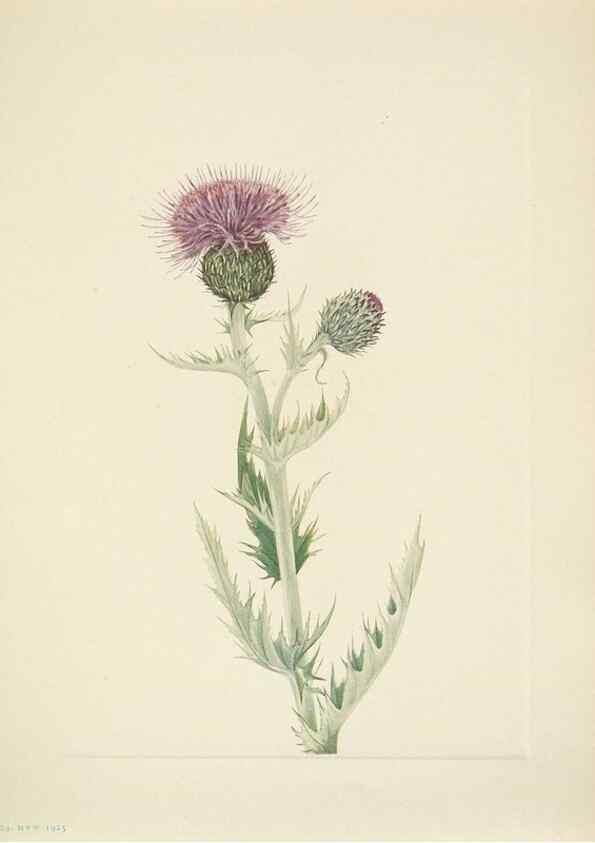 Reproducción/Reproduction 46004673935: North American wild flowers. Washington, D.C. :Smithsonian Institution,1925.. 